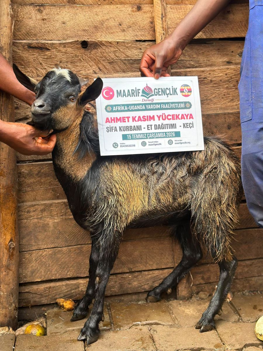 Afrika koyun kurbanı kesimi